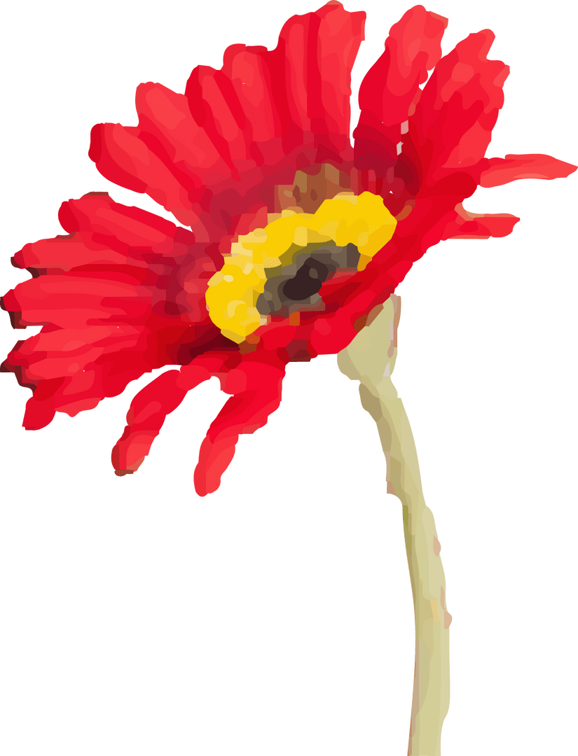 Flat Vector Red Gerbera Bloom on Transparent Background