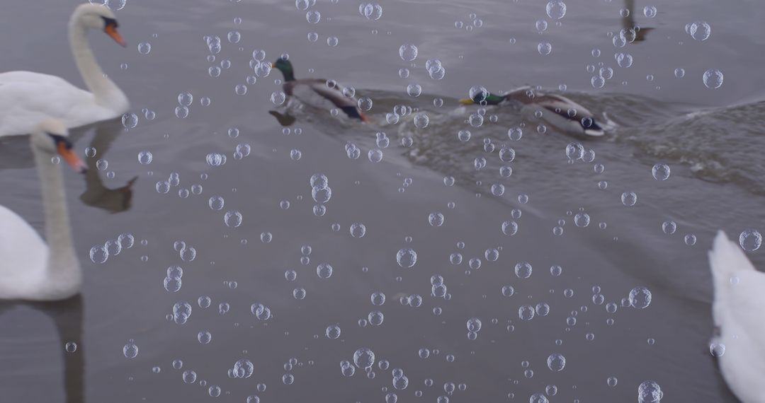 Elegant Swans and Ducks with Bubble Effect on Tranquil Lake