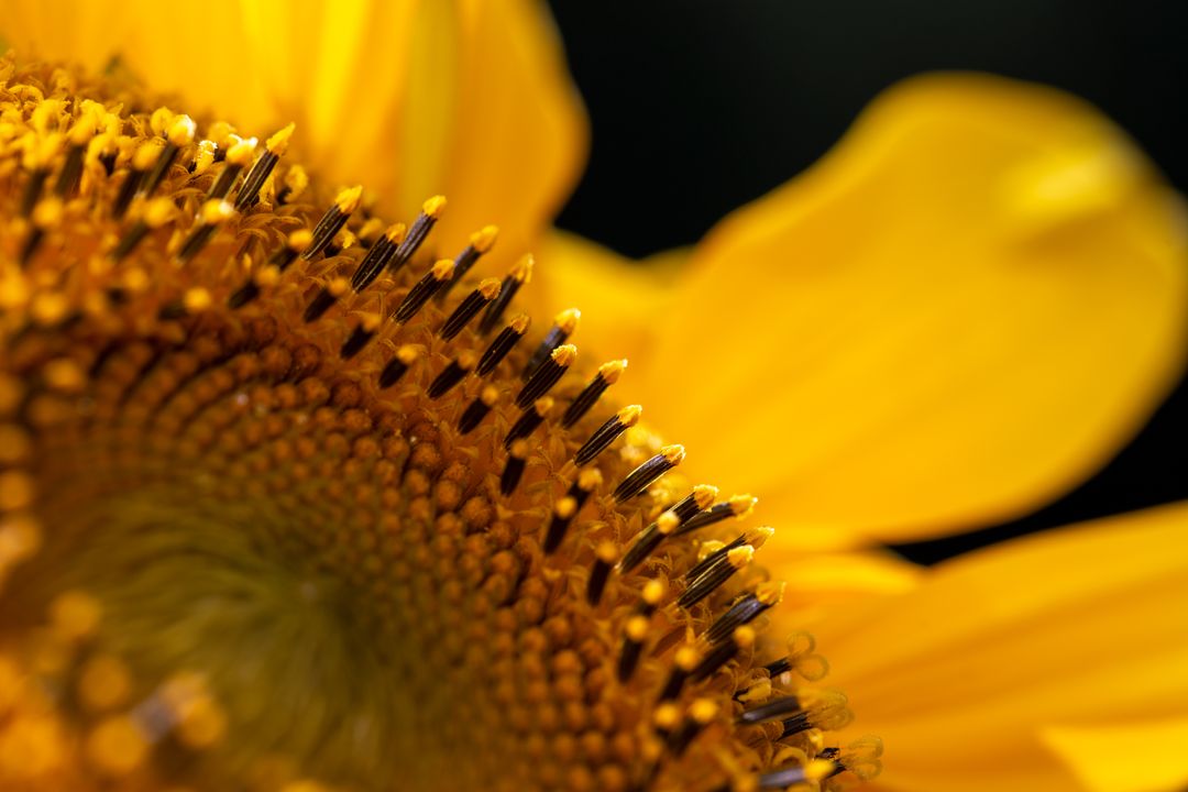 Macro Close-Up of a Vibrant Sunflower Stamen