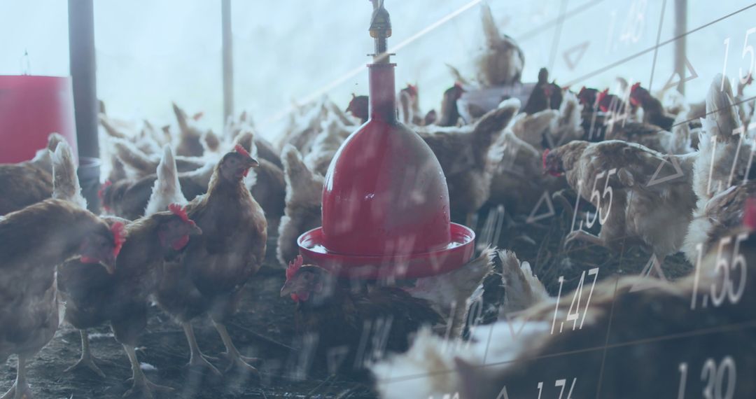 Chickens on Farm with Financial Data Overlay