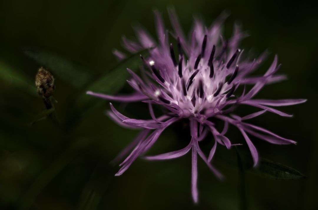 Close-Up of Delicate Purple Flower on Dark Background - Free Images, Stock Photos and Pictures on Pikwizard.com