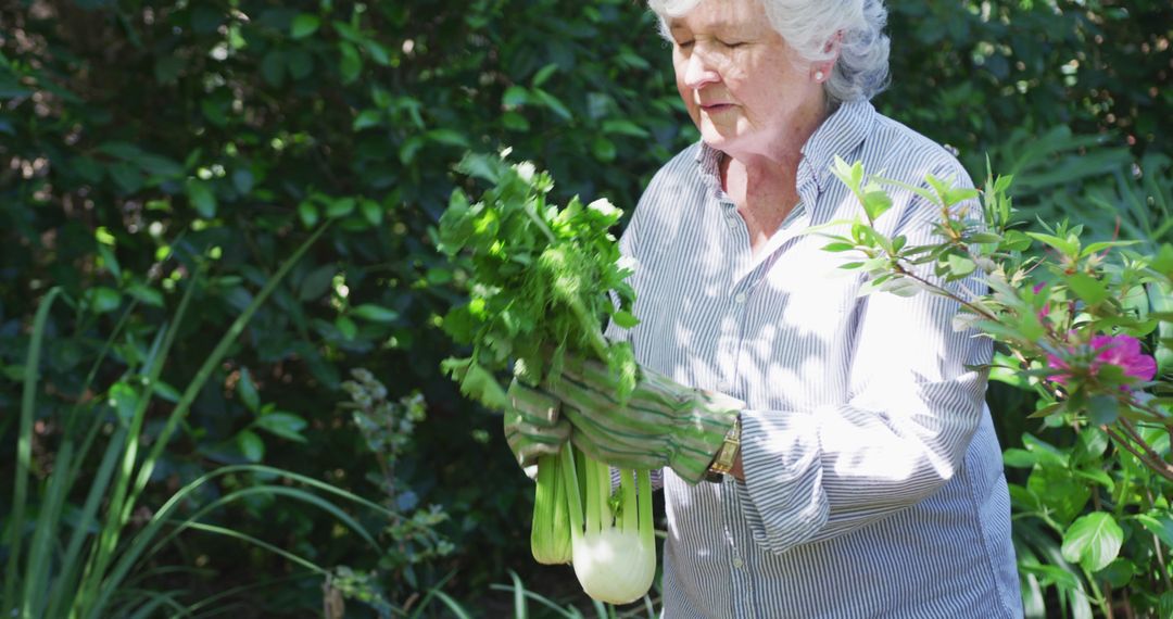 Senior Woman Gardening and Harvesting Fresh Vegetables - Free Images, Stock Photos and Pictures on Pikwizard.com