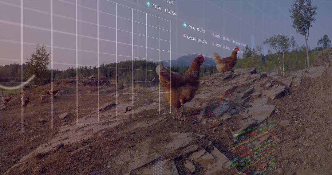 Free-Range Chickens with Digital Analytics Interface Overlay