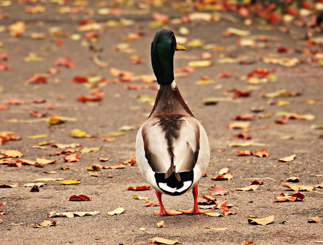Lonely Mallard Duck Walking on Autumn Pathway with Fallen Leaves - Free Images, Stock Photos and Pictures on Pikwizard.com