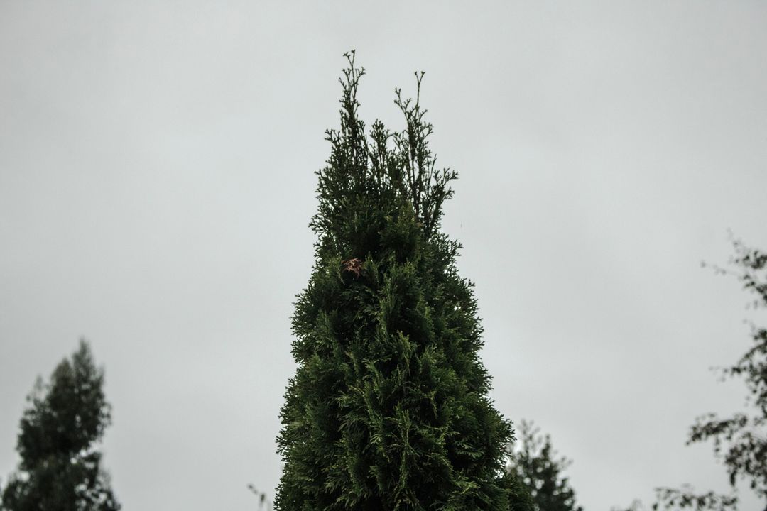 Tall Evergreen Tree Against Cloudy Sky - Free Images, Stock Photos and Pictures on Pikwizard.com