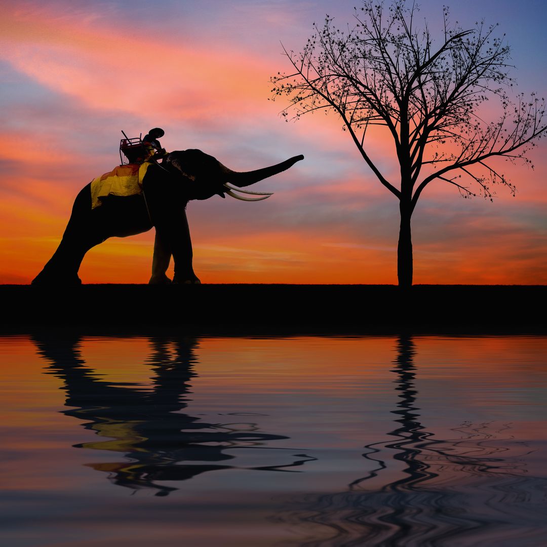 Silhouette of Elephant at Sunset - Free Images, Stock Photos and Pictures on Pikwizard.com