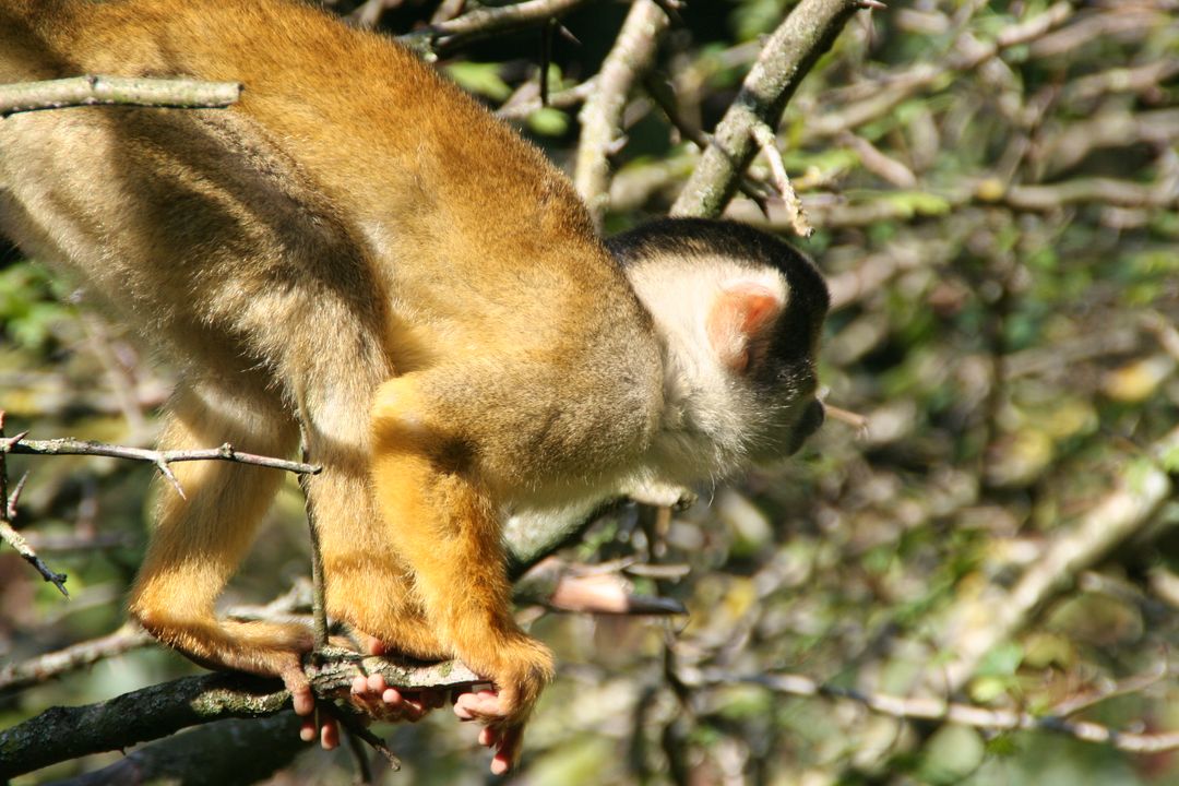 Squirrel Monkey Climbing on Tree Branch in Forest Habitat - Free Images, Stock Photos and Pictures on Pikwizard.com