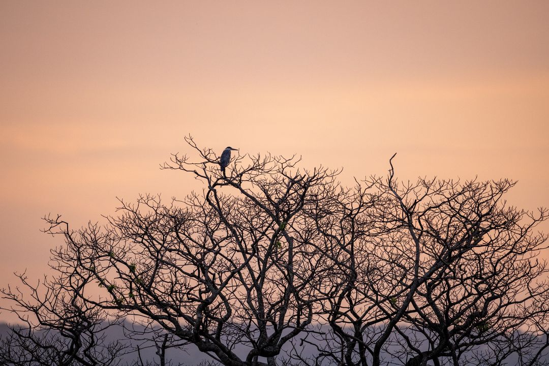Cover background solitary bird perched at dusk on bare tree with scenic horizon