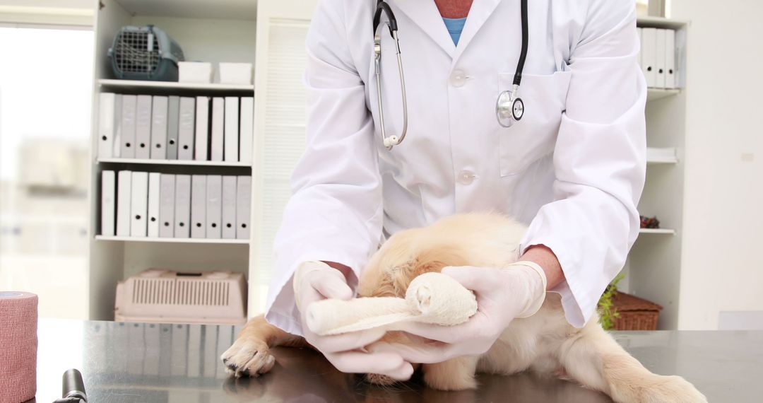 Veterinarian Wrapping Bandage on Injured Dog Paw in Clinic - Free Images, Stock Photos and Pictures on Pikwizard.com