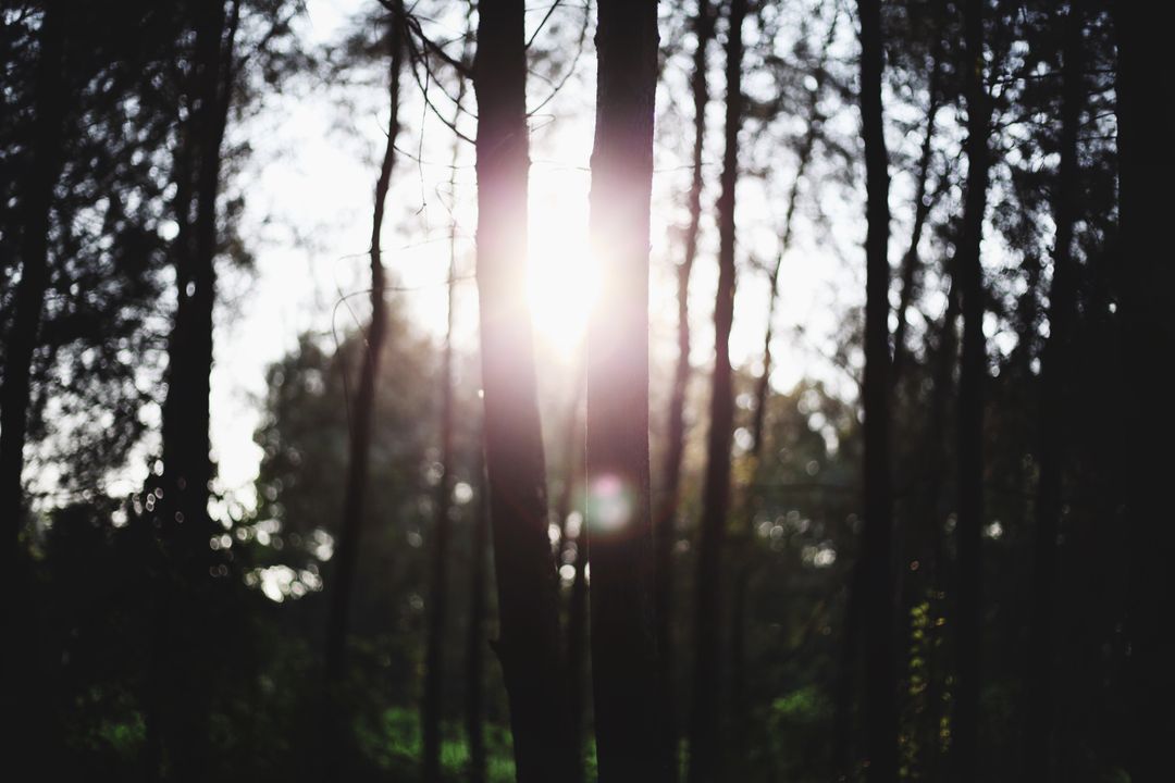 Sunlight Filtering Through Forest Trees - Free Images, Stock Photos and Pictures on Pikwizard.com