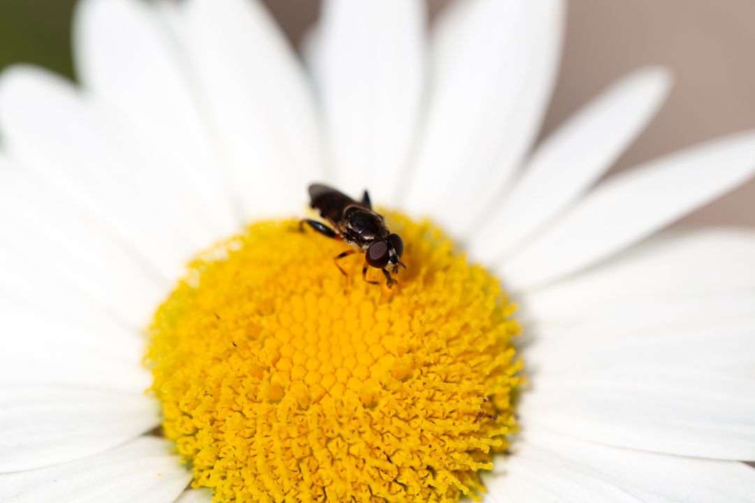 Black Hoverfly Feeding on Bright Yellow Daisy Center Close-Up Macro Pollinator