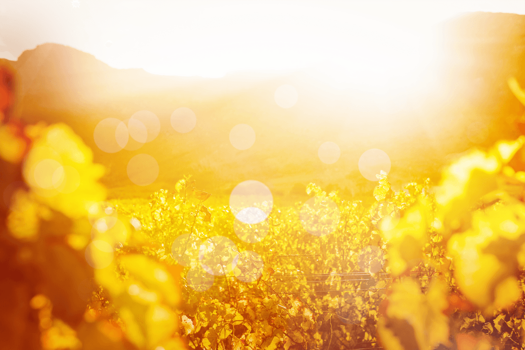 Sunny Field Landscape on Transparent Background for Isolated Scenery Use