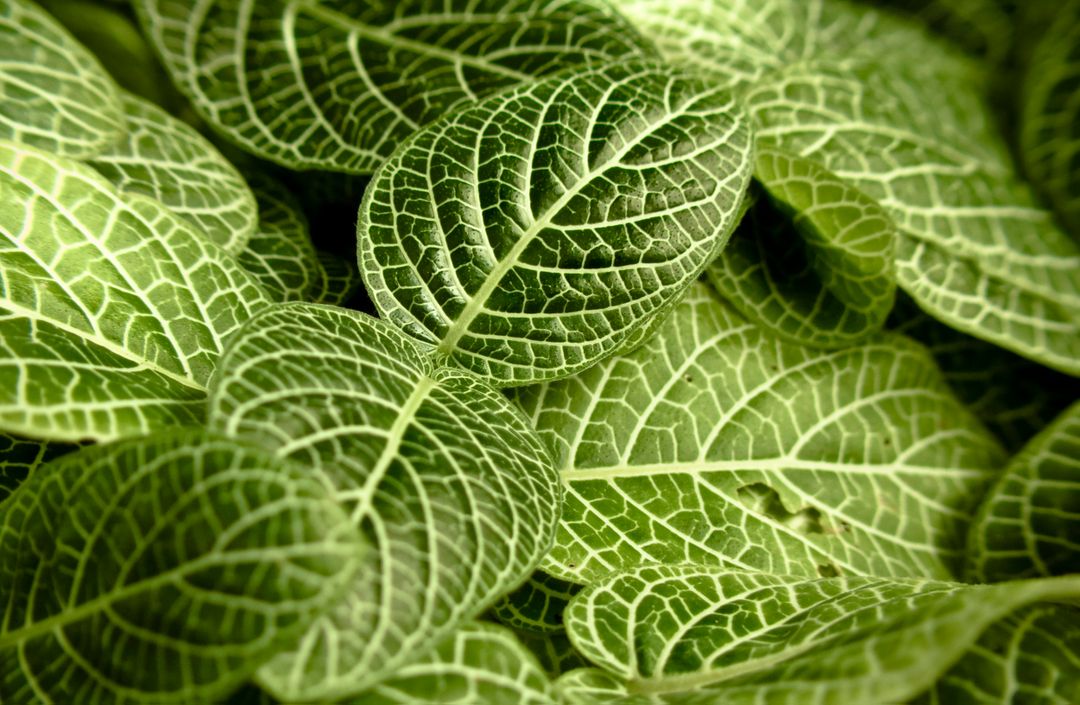 Green leaves plants  - Free Images, Stock Photos and Pictures on Pikwizard.com