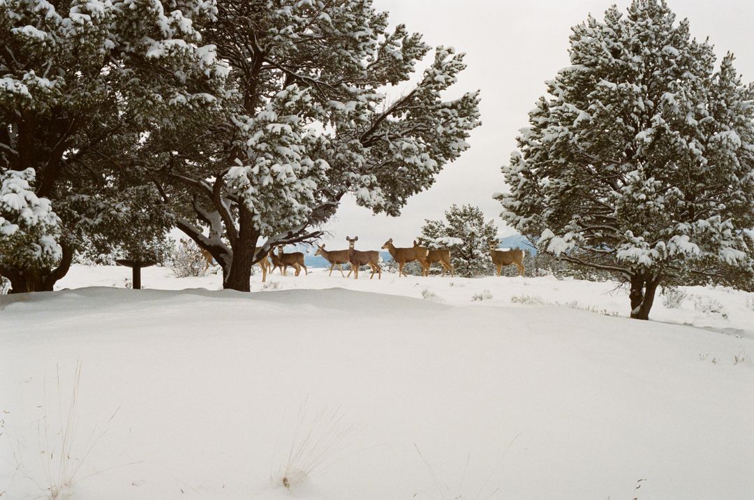 Group of Deer Strolling Through Snowy Forest