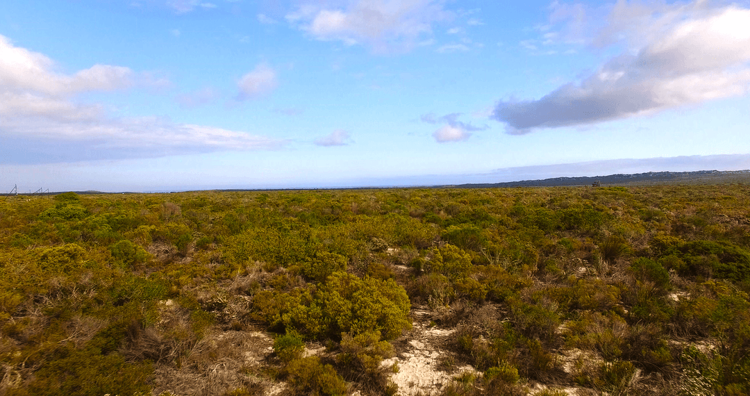 Vast Natural Vegetation on Clear Day with Transparent Sky