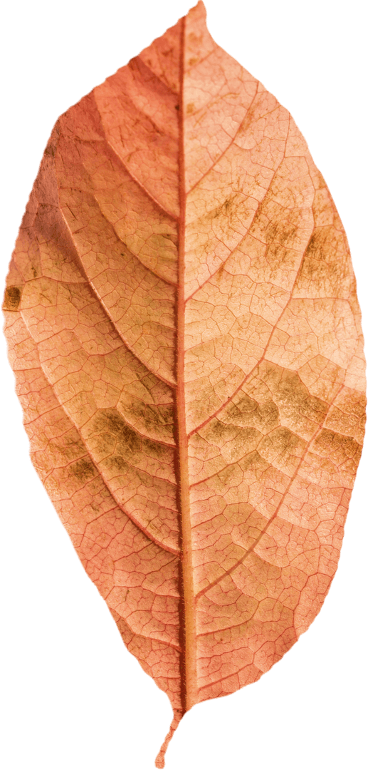 Transparent Dry Leaf Close-Up with Visible Veins and Texture