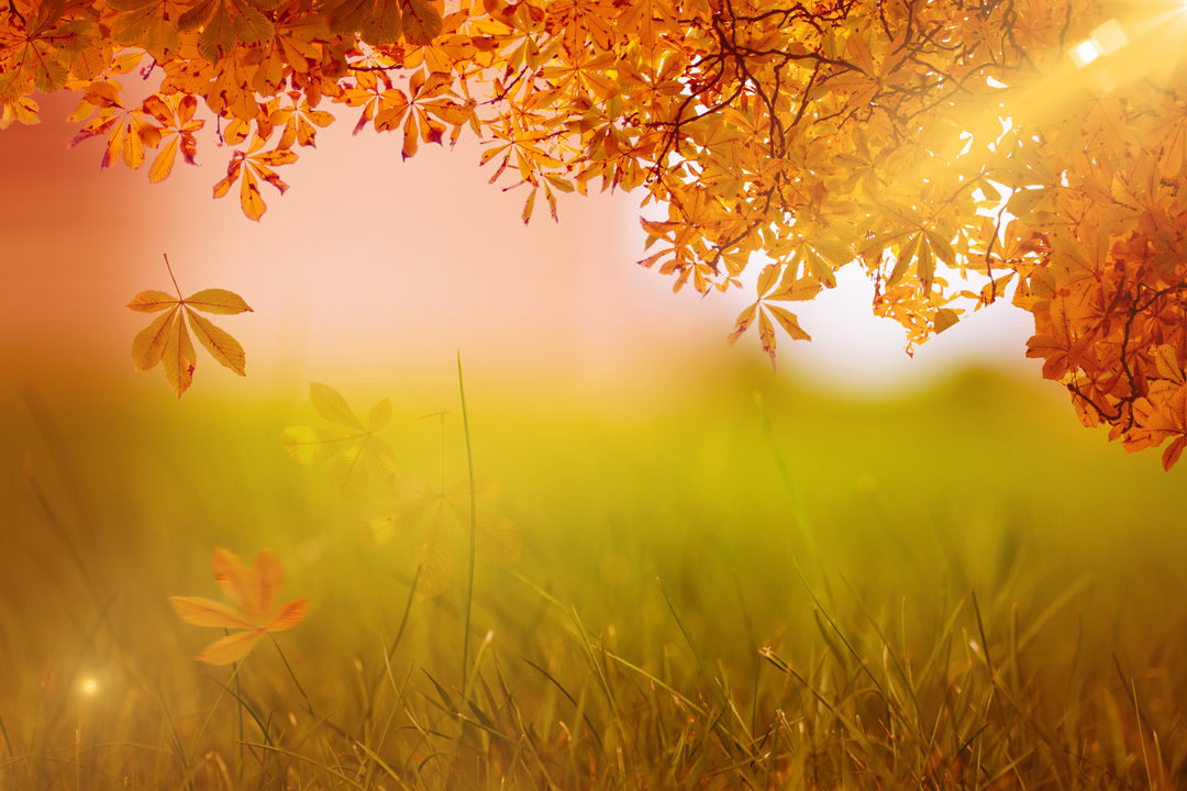 Autumn Leaves and Grass with Sunlight on Transparent Background - Download Free Stock Images Pikwizard.com