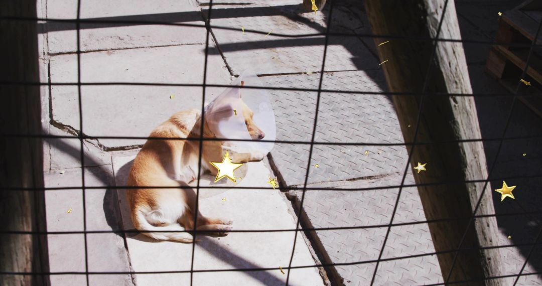 Dog in Shelter with Protective Cone Resting Behind Fence