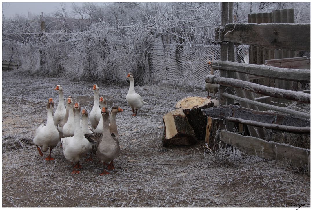 Flock of domestic geese in winter rural farm setting - Free Images, Stock Photos and Pictures on Pikwizard.com