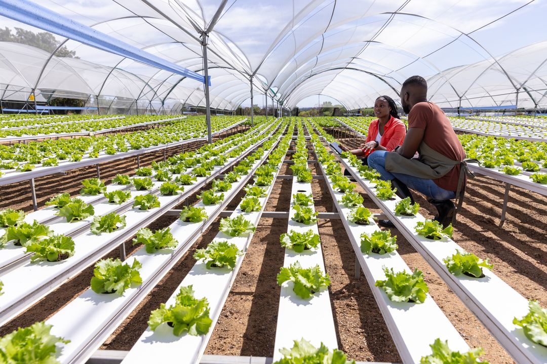Colleagues Discussing Sustainable Lettuce Farming in Greenhouse