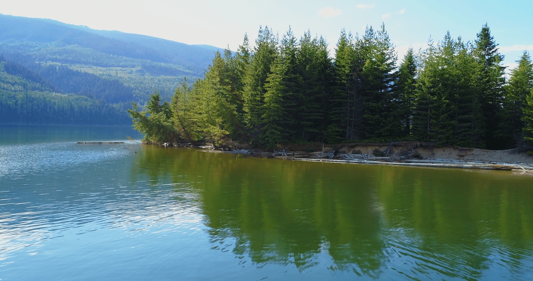Tranquil Forest Reflections on Clear Lake Surface on Sunny Day