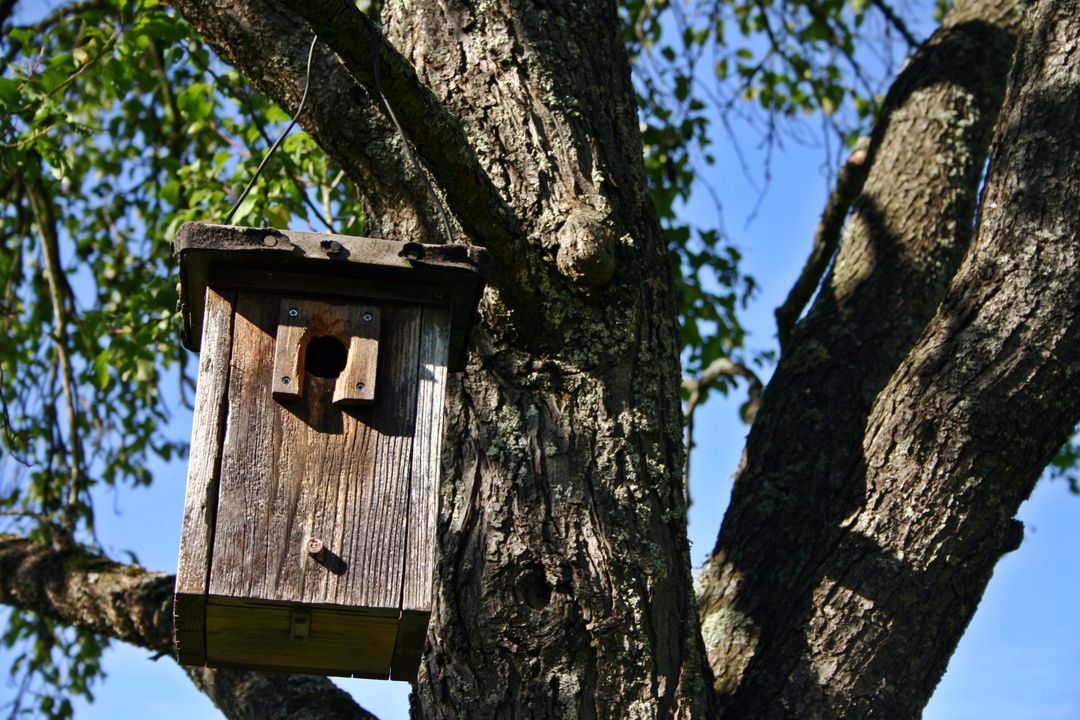 Wooden birdhouse mounted on tree under bright blue sky - Free Images, Stock Photos and Pictures on Pikwizard.com