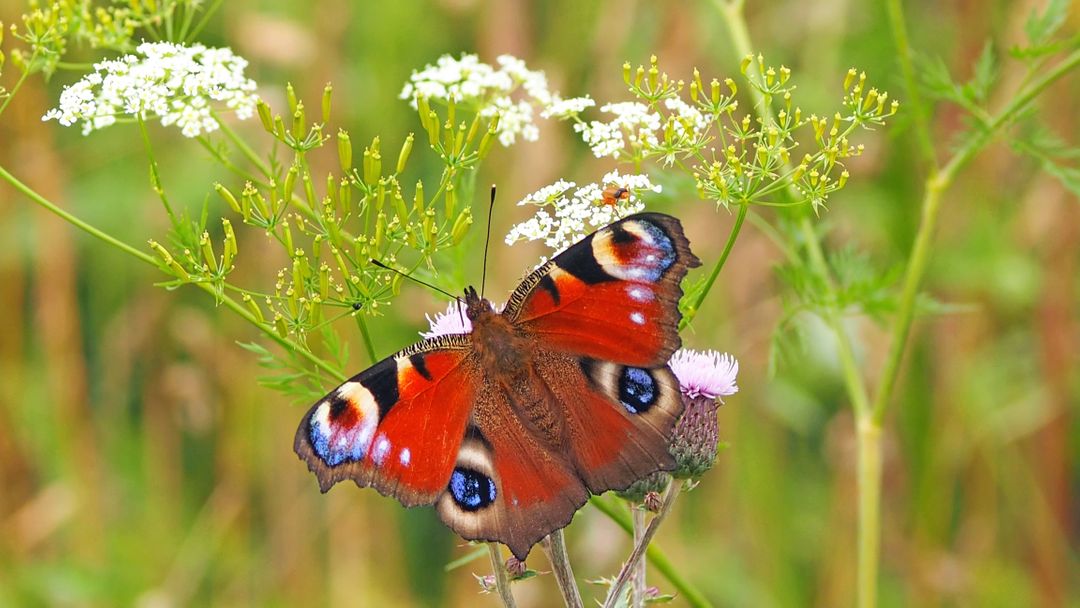 Vibrant Peacock Butterfly Resting on Wildflower in Sunny Meadow - Free Images, Stock Photos and Pictures on Pikwizard.com