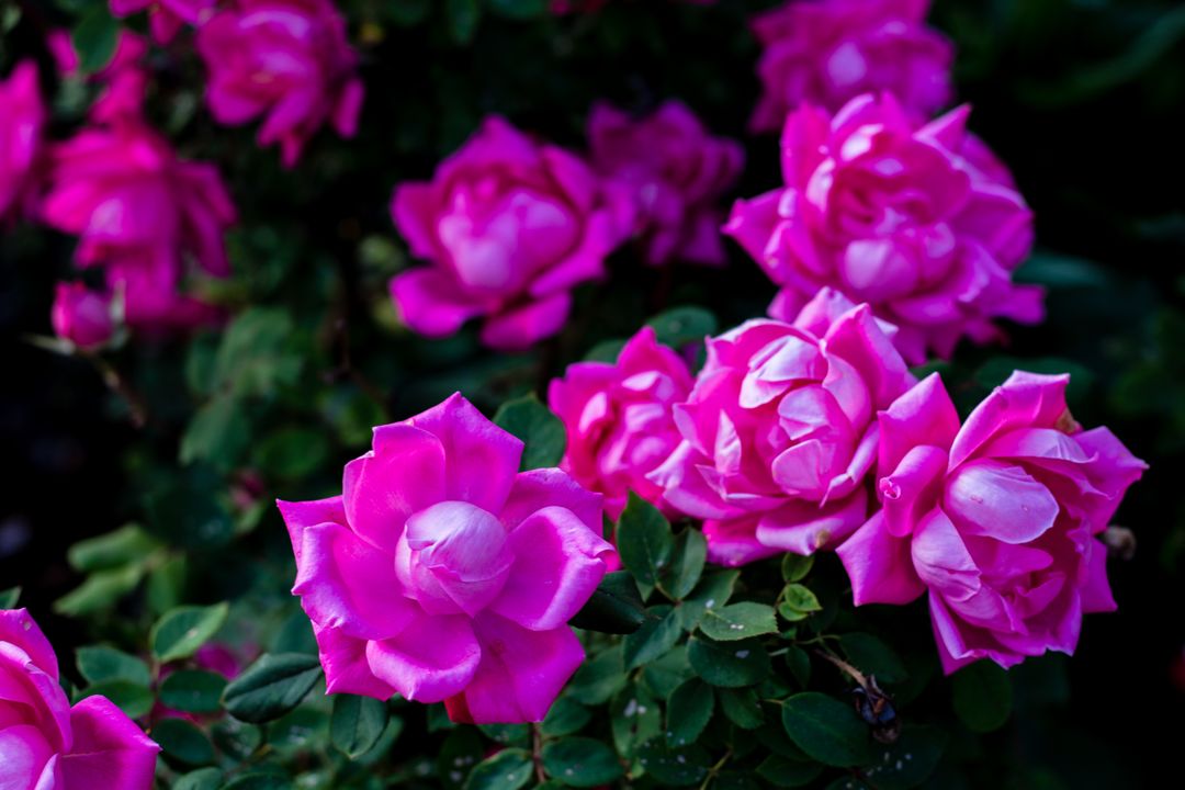Vibrant Pink Roses in Blooming Garden - Free Images, Stock Photos and Pictures on Pikwizard.com
