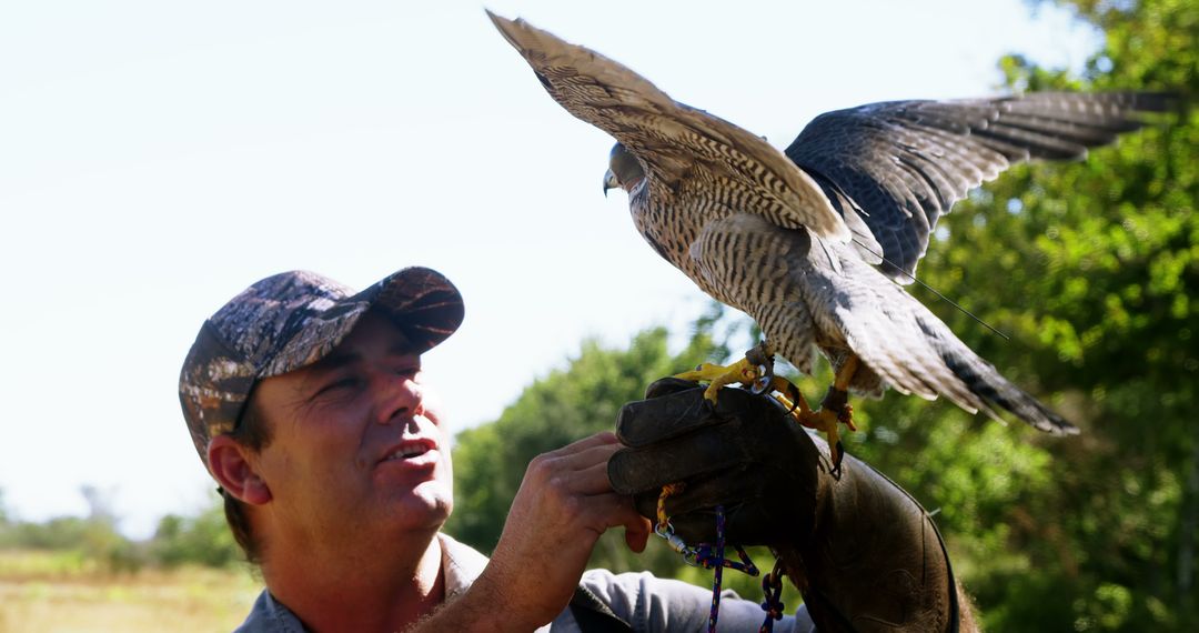 Man Training Falcon for Falconry in Outdoor Setting - Free Images, Stock Photos and Pictures on Pikwizard.com