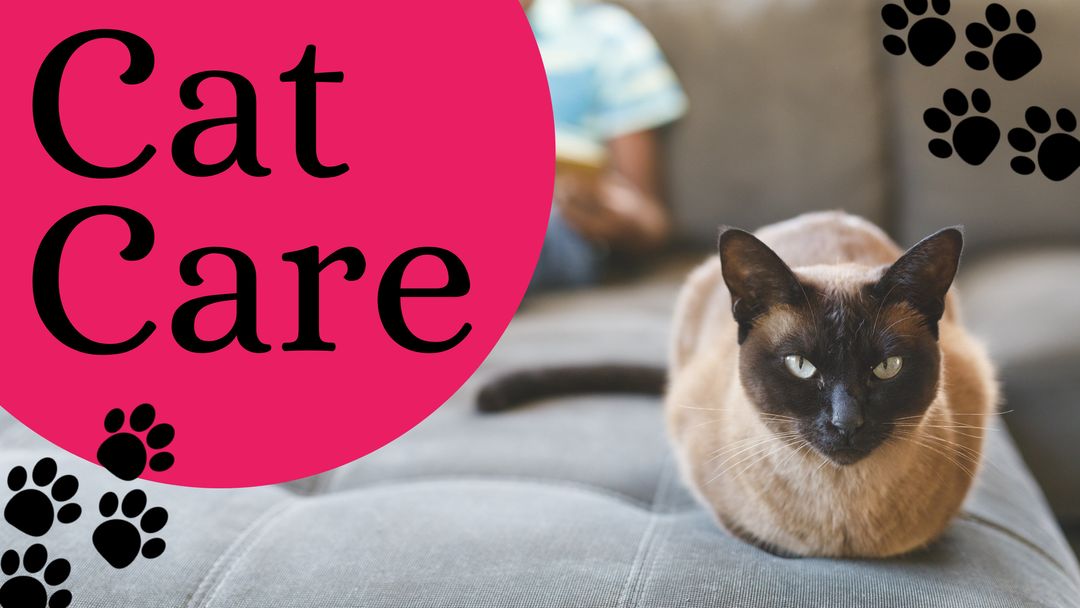 Siamese Cat Highlighting Cat Care and Wellness