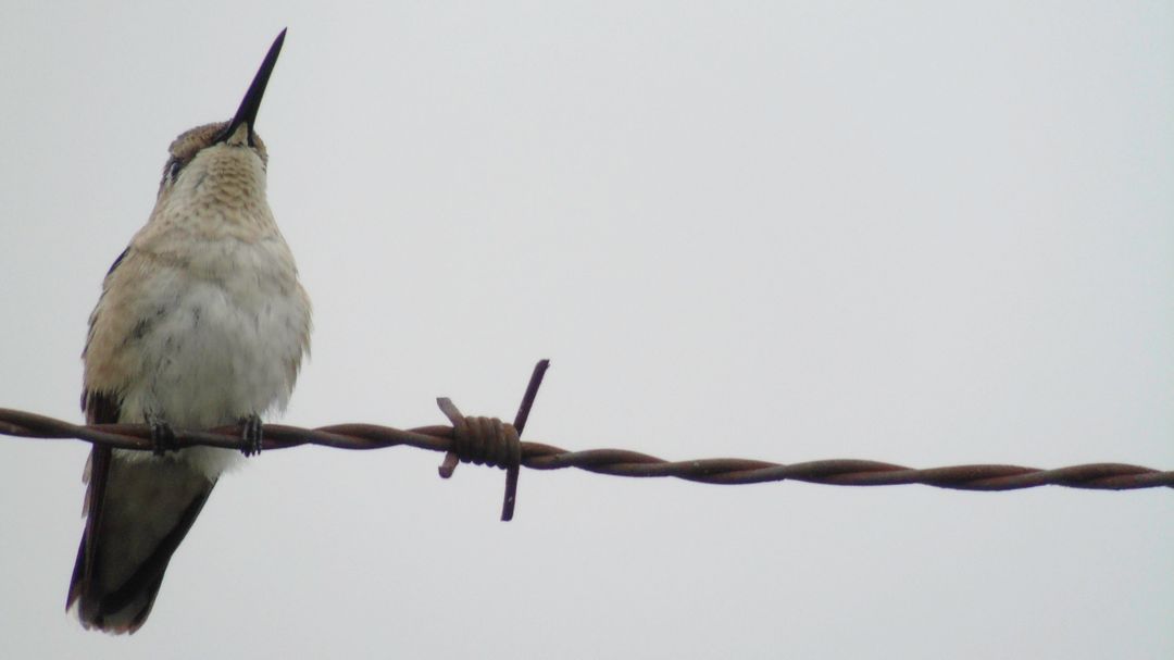 Hummingbird Perched on Rusty Barbed Wire - Free Images, Stock Photos and Pictures on Pikwizard.com