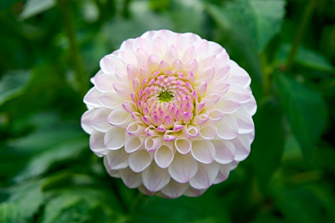 Close-up of Pale Pink Dahlia Flower in Full Bloom - Free Images, Stock Photos and Pictures on Pikwizard.com