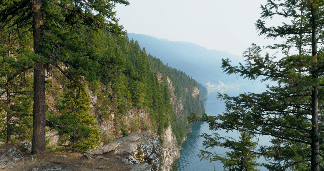 Transparent Conifer Trees on Mountain Overlooking River Valley