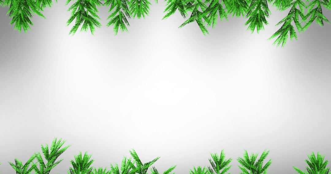 Fir Tree Branches Creating Festive Border Isolated on White