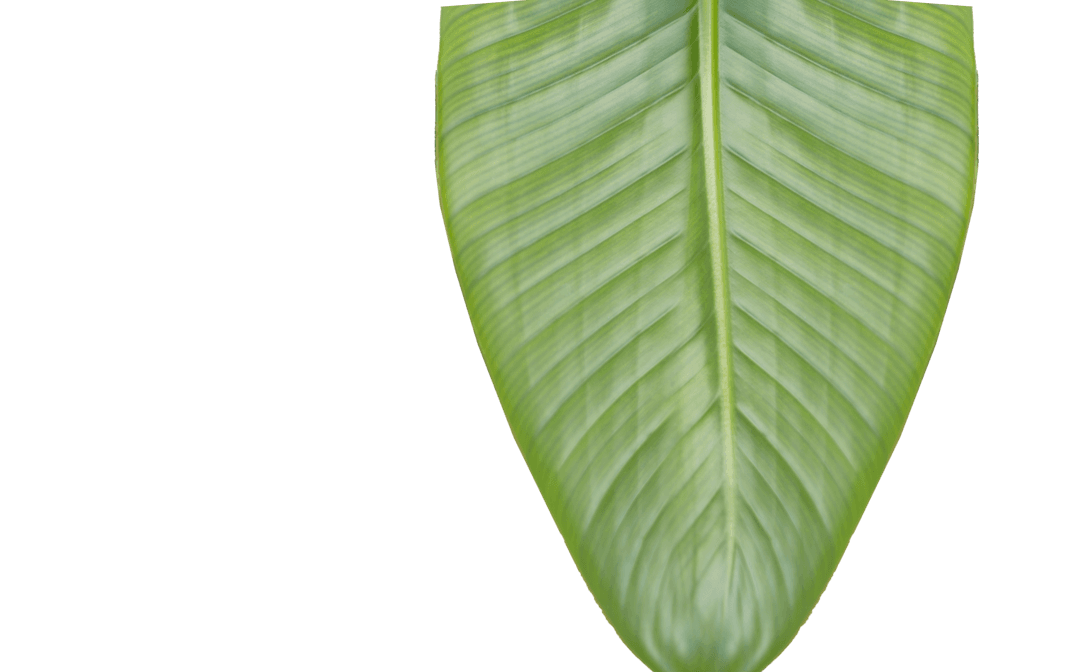 Transparent Banana Leaf Isolated on White