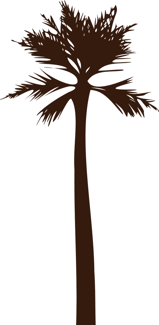 Silhouette of Tropical Palm Tree with Transparent Background