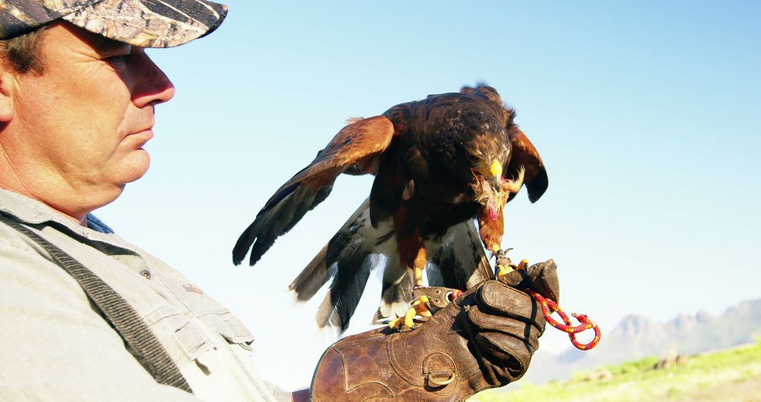 Falconer Training Hawk in Outdoor Field - Free Images, Stock Photos and Pictures on Pikwizard.com