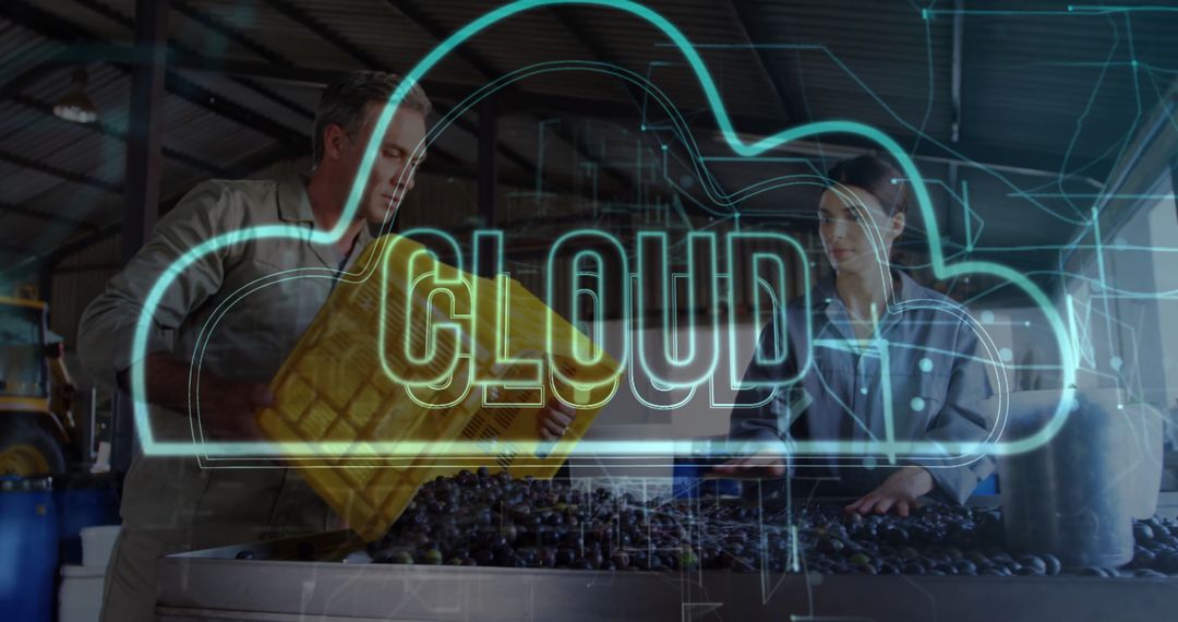 Winery Workers Sorting Grapes with Cloud Technology Integration