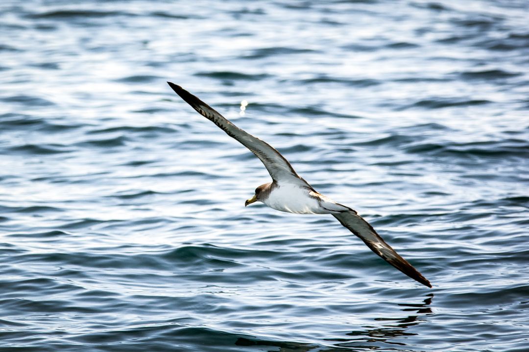 Seagull soaring above rippling ocean waves - Free Images, Stock Photos and Pictures on Pikwizard.com