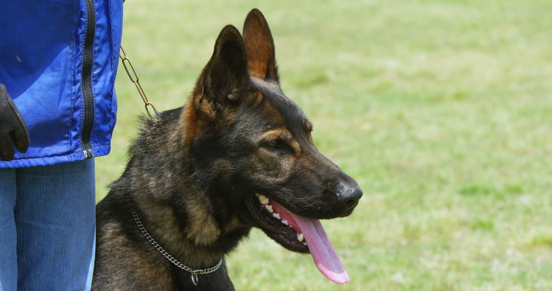 German Shepherd on Leash in Park - Free Images, Stock Photos and Pictures on Pikwizard.com