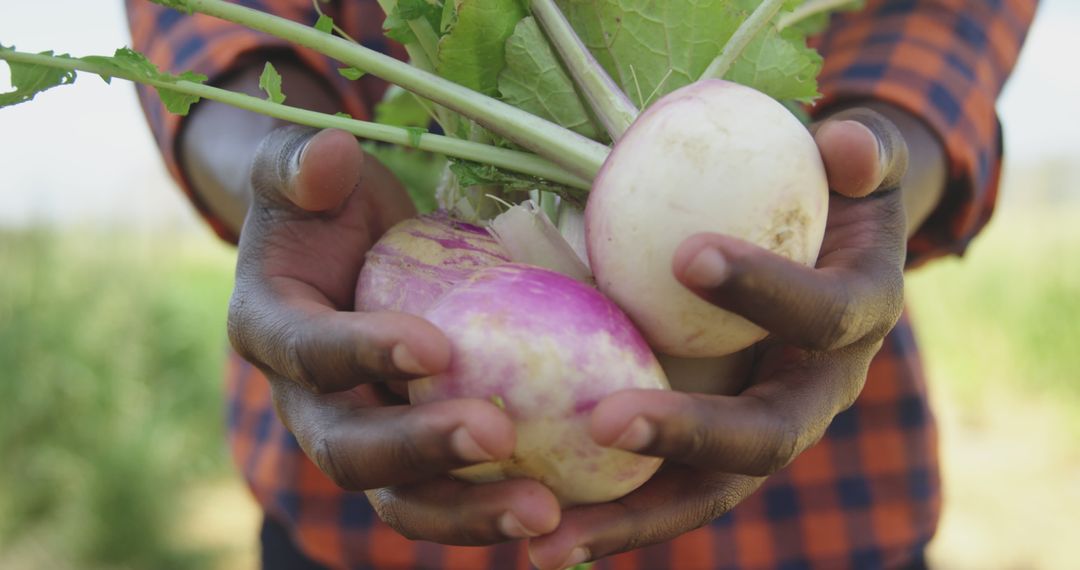 Farmer Holding Fresh Bunch of Beetroots in Countryside - Free Images, Stock Photos and Pictures on Pikwizard.com