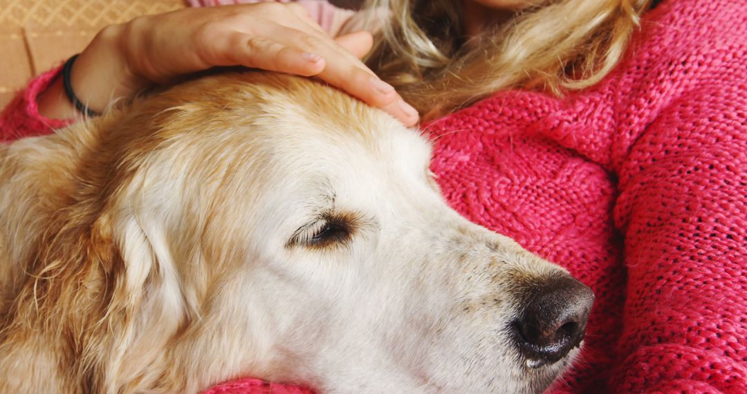 Close-up of Woman Embracing Golden Retriever Indoors - Free Images, Stock Photos and Pictures on Pikwizard.com