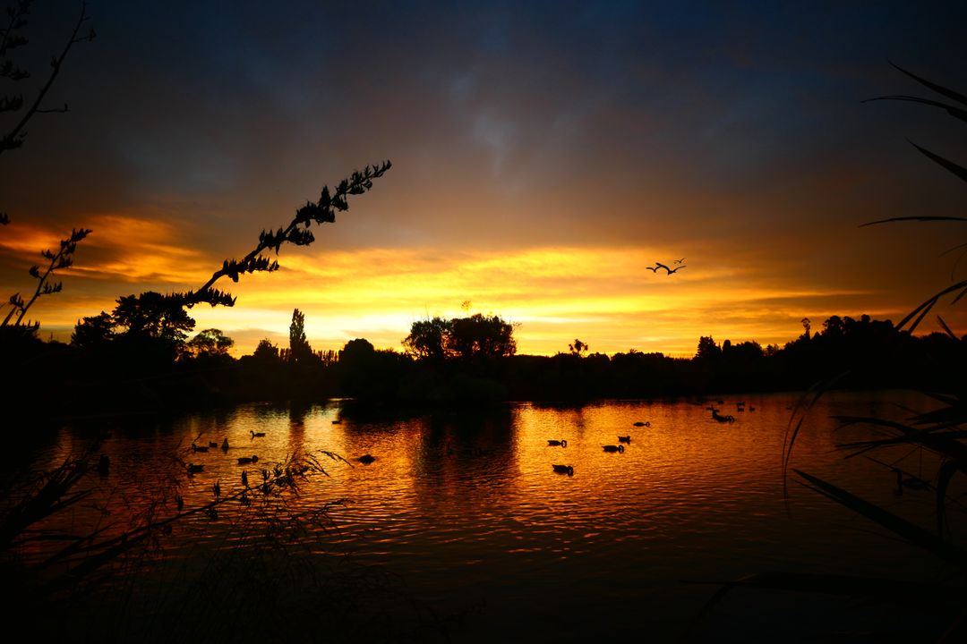 Golden Sunset Reflecting on Calm Lake with Silhouetted Ducks and Reeds