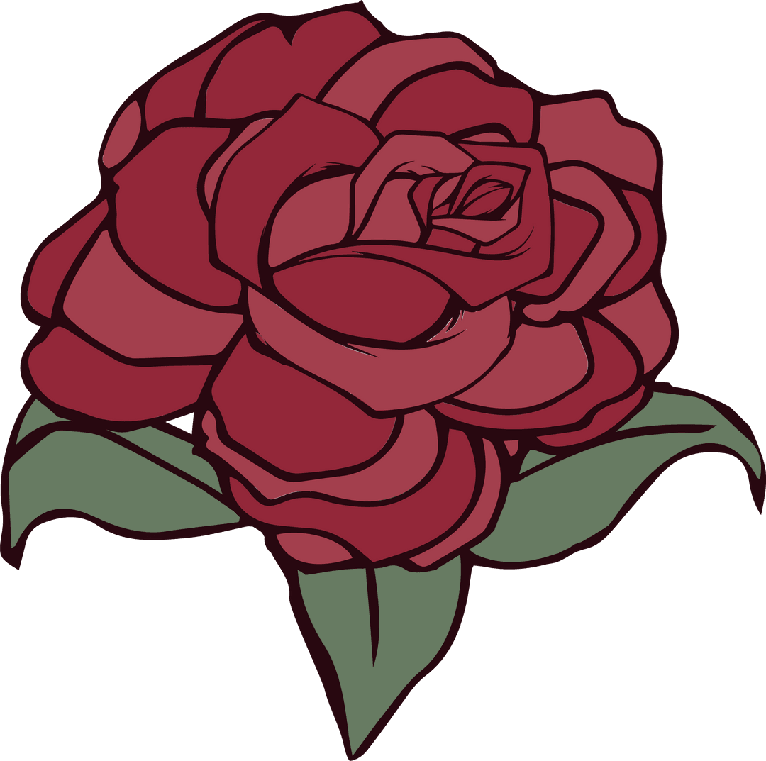 Elegant Red Rose Bloom on Transparent Background Vector