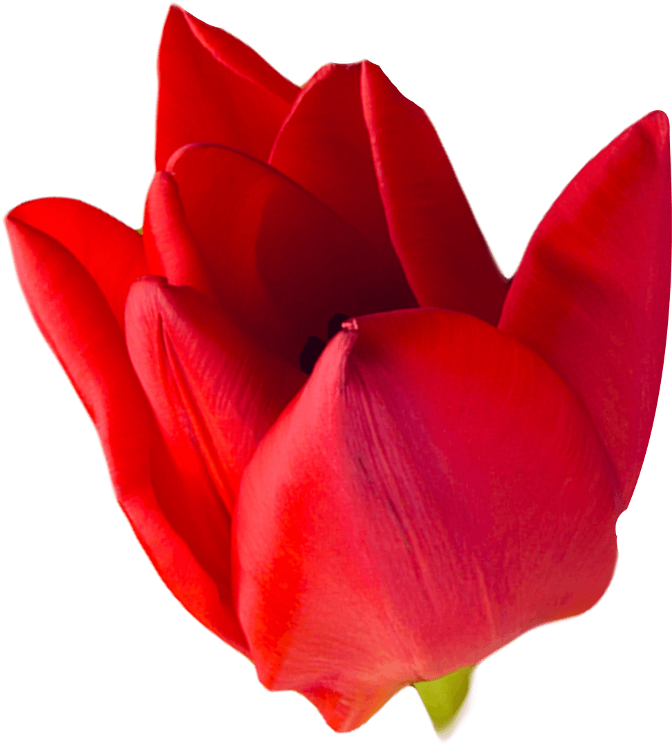 Transparent Close-Up of Vibrant Red Tulip Flower Petals