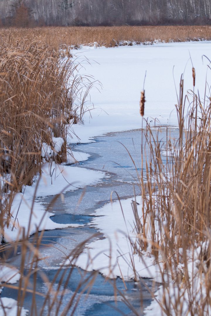 Winter marsh with winding frozen creek and golden cattails along snowy reeds