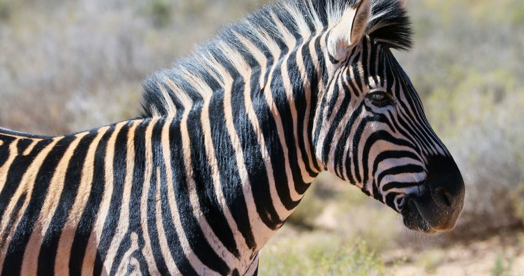 Close-up of zebra in natural habitat under sun - Free Images, Stock Photos and Pictures on Pikwizard.com