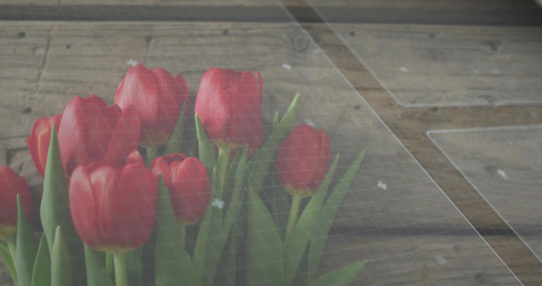 Red Tulip Bouquet Resting on Rustic Wood with Subtle Geometric Grid Overlay Closeup Spring