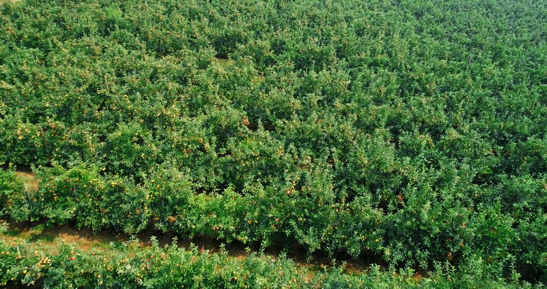 Aerial View of Lush Green Orchard with Fruit Trees - Free Images, Stock Photos and Pictures on Pikwizard.com