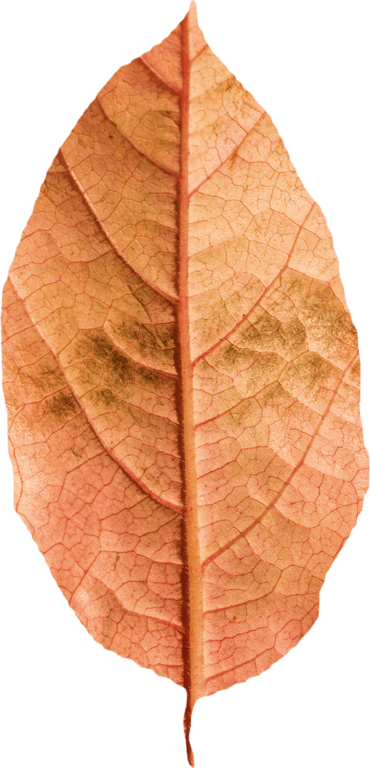 Transparent Autumn Brown Leaf With Dry Texture